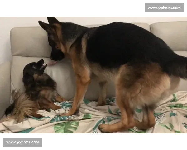 国际斗狗比赛精彩对决展现狗狗超强实力和训练成果