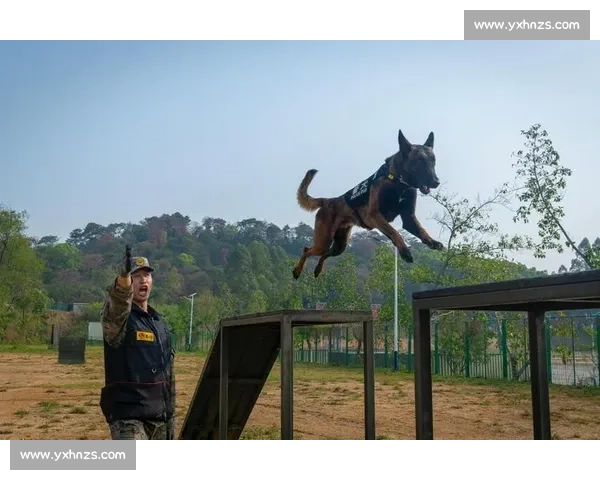 聚焦状元360军犬比赛展现警犬实力与训导风采打造军犬竞技盛典